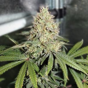 Zkittlez FAST Feminised Seeds - BULK x 100