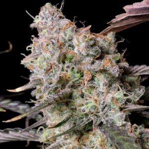 Zkittlez x Gorilla Auto Feminised Seeds - BULK x 100