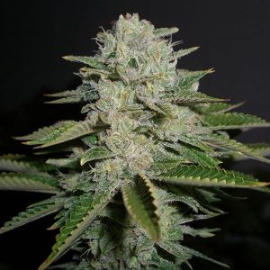Sour Diesel FAST Feminised Seeds - BULK x 100