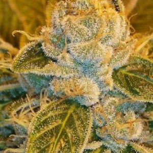Sour Ripper Feminised Seeds