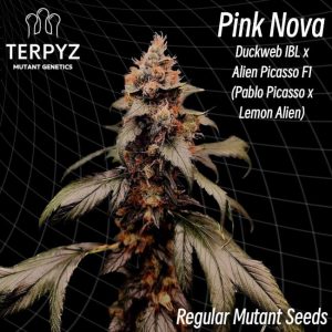 Pink Nova Regular Seeds