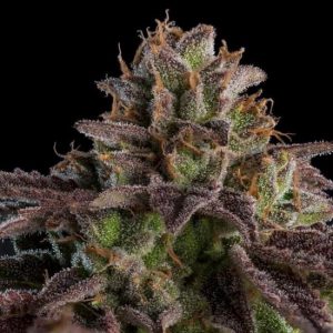 Kmintz Auto Feminised Seeds