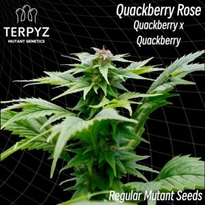 Quackberry Rose Regular Seeds