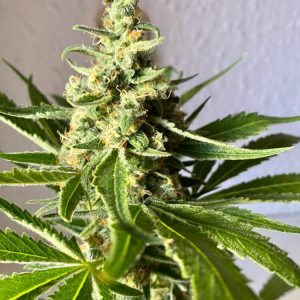 Amnesia FAST Feminised Seeds - BULK x 100