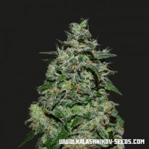 AK Kush Express Feminised Seeds